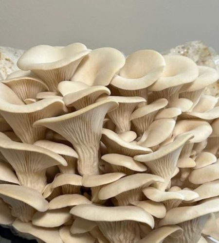 Blue-Oyster-mushroom-1-900x774