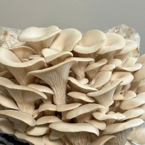 Blue-Oyster-mushroom-1-900x774