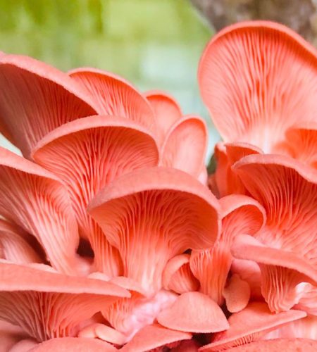 Pink-Oyster-mushrooms-900x774