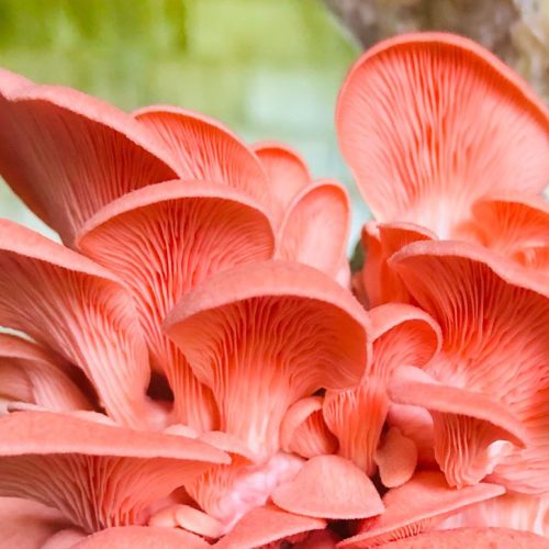 Pink-Oyster-mushrooms-900x774